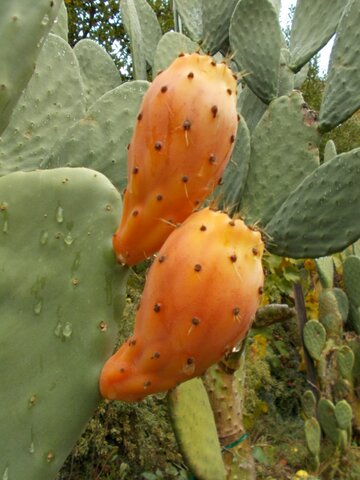 images/stories/virtuemart/product/Saffir Select Prickly pear cactus (Custom)